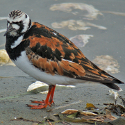 Breeding plumage
