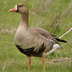 Adult. Note: orange legs and black marks on belly.