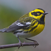 Male. Note: black bib, throat, and auriculars (cheek)